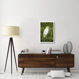 Cattle Egret In Breeding Plumage, Costa Rica-Paper Art-22X32
