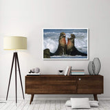 Northern Elephant Seal Males Fighting, California Coast-Paper Art-50,,X34,,