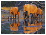 African Elephants, Okavango, Botswana-Paper Art-50,,X38,,