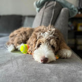 rocket & rex Dog Chew Toy Set for Small to Medium Breeds, Includes a Rope, Rubber Squeaker and Plush Toy with Ball, Reduces Dest