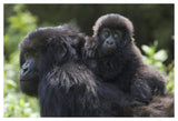 Mountain Gorilla Infant Riding On Mother'S Back, Parc National Des Volcans, Rwanda-Paper Art-50,,X34,,