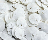 Real Sand Dollars Under 1 (200 Pack) - Sand Dollar Wall Art & Ornament Set - Beach Wedding Decor - Nautical Party Table Decor -