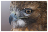 Red-Tailed Hawk, Howell Nature Center, Michigan-Paper Art-62X42