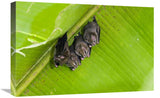 Peters Tent-Making Bats Roosting, Costa Rica-Canvas Art-24X16