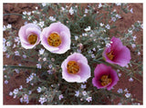 Sego Lily Group, State Flower Of Utah With Bulbous Edible Root, Canyonlands National Park, Utah-Paper Art-50,,X38,,