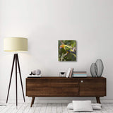 Sun Parakeet, Native To South America-Canvas Art-18.92X22