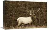 Elk Or Wapiti Male Portrait, North America - Sepia-Canvas Art-24X18