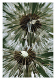 Dandelion Seed Head, North America-Paper Art-22,,X32,,