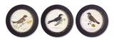 Melrose Modern Home Decorative Framed Bird Print (Set Of 3) 9.5 D Mdf