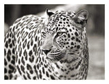 Portrait Of Leopard, South Africa-Paper Art-26,,X20,,