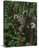 Red-Fronted Brown Lemur Male, Ranomafana Np, Madagascar-Canvas Art-18X24