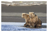 Grizzly Bear Yearlings On Shore, Katmai National Park, Alaska-Paper Art-20,,X14,,