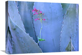 Agave And ParryS Penstemon Close Up, North America-Canvas Art-24X18