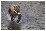 Grizzly Bear Young Male With Sockeye Salmon Prey Along Brooks River, Katmai National Park, Alaska-Paper Art-50,,X34,,
