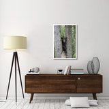 Black Bear Juvenile Male In Tree, Orr, Minnesota-Paper Art-26,,X38,,