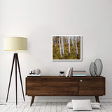 Quaking Aspen Trees In Autumn-Paper Art-32,,X26.9,,