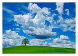 Oak And Clouds, Bavaria, Germany-Paper Art-32,,X23,,