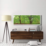 European Beech, Kellerwald, Germany-Paper Art-74,,X26,,