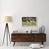 Giraffe Group, Linyanti River, Botswana-Paper Art-38,,X24.3,,