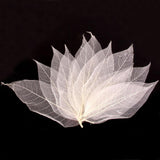 ATORSE 50Pcs Natural Magnolia Skeleton Leaf Leaves Card Scrapbook WhiteCrafts|Scrapbooking & Paper Crafts|Scrapbooking|Scrapbo