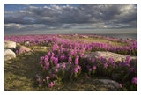 Fireweed Covered Island, Hudson Bay, Canada-Paper Art-20,,X14,,