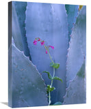 Agave And ParryS Penstemon Close Up, North America-Canvas Art-18X24