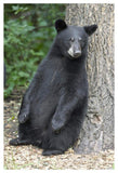 Black Bear Cub Leaning Against Tree, Orr, Minnesota-Paper Art-34,,X50,,