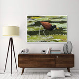 Northern Jacana Foraging On Lily Pads, Costa Rica-Paper Art-62X42