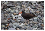 Black Oystercatcher, Icy Bay, Wrangell-St. Elias National Park, Alaska-Paper Art-20,,X14,,