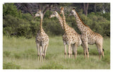 Giraffe Group, Linyanti River, Botswana-Paper Art-42,,X26.8,,