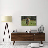 Siberian Tiger Walking, Endangered, Native To Siberia-Paper Art-38,,X26,,