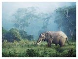 African Elephant, Ngorongoro Crater, Tanzania-Paper Art-42,,X32,,