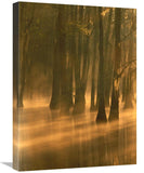 Bald Cypress Swamp, Calcasieu River Backwater, Lake Charles, Louisiana-Canvas Art-18X24