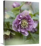 Hellebore Double Spotted Purple Variety Flower-Canvas Art-20X24