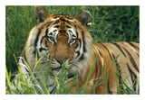 Bengal Tiger Portrait At The Hilo Zoo, Hawaii, Native To India And Southeast Asia-Paper Art-26,,X18,,