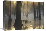 Bald Cypress Grove In Freshwater Swamp At Dawn, Lake Fausse Pointe, Louisiana-Canvas Art-24X18