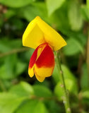 Sister Disco Scotch Broom 4inch Pot Cytisus Proven Winners No Shipping to Washington State or Oregon