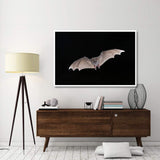 Jamaican Fruit-Eating Bat Flying, Michigan-Paper Art-62X42