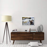 Grizzly Bear Fishing Along Anan Creek, Tongass National Forest, Alaska-Paper Art-32,,X22,,