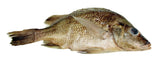 Frey Scientific Choice Preserved Perch, Plain Injected, Vacuum-Sealed Pack Of 10