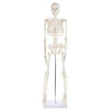 Anatomy Lab Human Skeleton Model, 34 Skeleton with Base, Movable Arms and Legs, and Detailed Human Bones. Durable Design Perfect