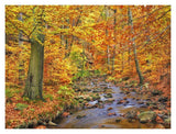 Beech Forest In Autumn, Ilse Valley, Germany-Paper Art-18,,X14,,
