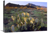 Beavertail Cactus With Picacho Mountain In The Background, Pichaco Peak State Park, Arizona-Canvas Art-24X18