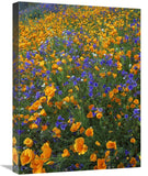 California Poppy And Desert Bluebell Flowers, Antelope Valley, California-Canvas Art-18X24
