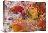 Cottonwood Frozen Leaves, North America-Canvas Art-24X18