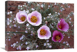 Sego Lily Group, State Flower Of Utah With Bulbous Edible Root, Canyonlands National Park, Utah-Canvas Art-24X18