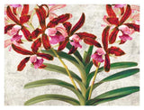 Botanique Moderne I-Paper Art-34,,X26,,