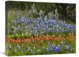 Bluebonnet And Pricky Pear Cactus, Texas-Canvas Art-24X18