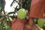Fruit Tech Mango Protection/Growth Covers & Bags, 18X28Cms, 100 Pack