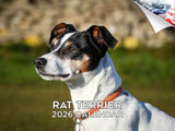 2025 2026 Rat Terrier Calendar - Dog Breed Monthly Wall Calendar - 12 x 18 Open - Thick No-Bleed Paper - Giftable - Academic Tea